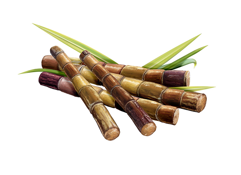 Illus.ne Canna
