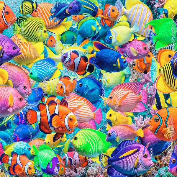 Fish in water colored
